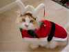 Новогодний костюм для кошки