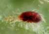Паутинный клещик - вредитель домашних растений
